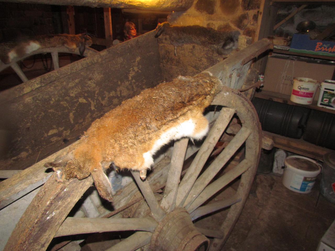 Ferme Léon (40)