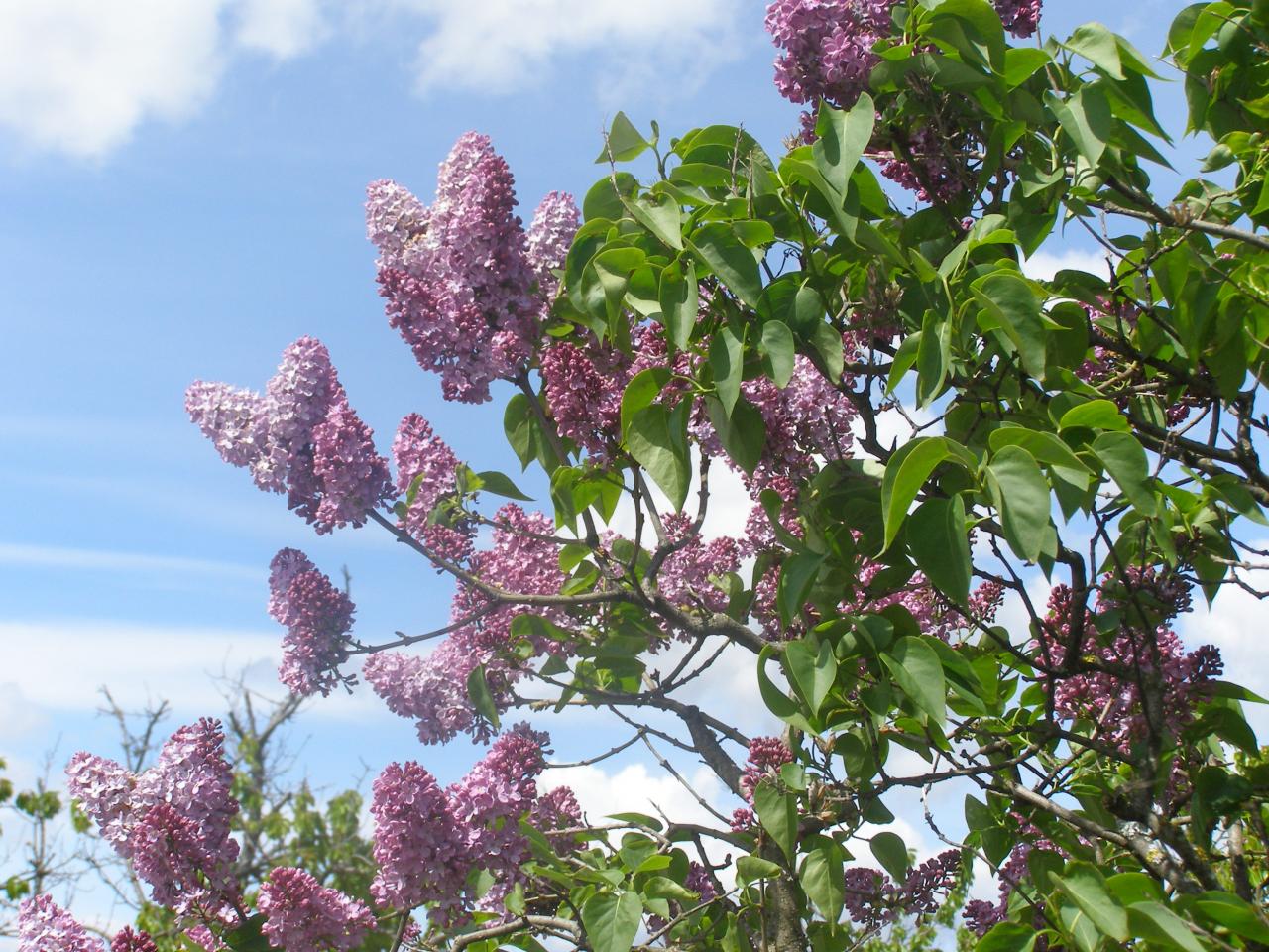 P1010068