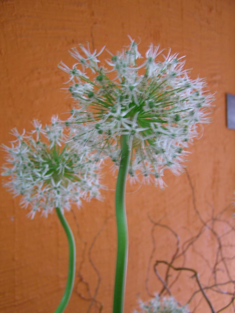 P3242339